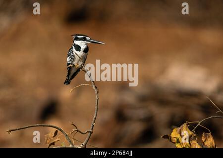 Rattenfisch (Ceryle rudis) auf einem Ast, Chobe-Nationalpark, Botsuana, Afrika Stockfoto