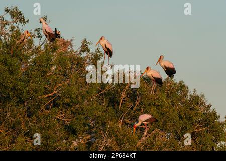 Gelbschnabelstorch (Mycteria ibis), Chobe-Nationalpark, Botsuana, Afrika Stockfoto