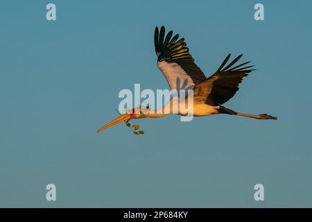 Gelbschnabelstorch (Mycteria ibis) mit Stöcken für Nestbau, Chobe-Nationalpark, Botsuana, Afrika Stockfoto