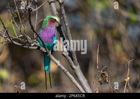 Lilafarbener Roller (Coracias caudata), Khwai Concession, Okavango Delta, Botsuana, Afrika Stockfoto