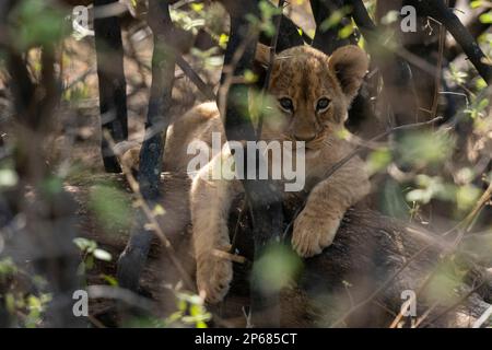 Ein Löwenjunges (Panthera leo), das sich im Busch versteckt, Khwai Concession, Okavango Delta, Botsuana, Afrika Stockfoto