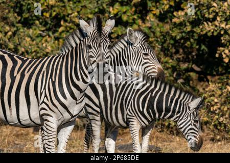 Plains zebras (Equus quagga), Khwai Concession, Okavango Delta, Botsuana, Afrika Stockfoto