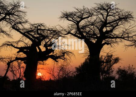 Baobab (Adansonia sp.) treees in der Savanne bei Sonnenuntergang, Savuti, Chobe-Nationalpark, Botsuana, Afrika Stockfoto