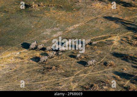 Vogelperspektive auf afrikanische Elefanten (Loxodonta africana) beim Spaziergang im Okavango-Delta, UNESCO-Weltkulturerbe, Botsuana, Afrika Stockfoto