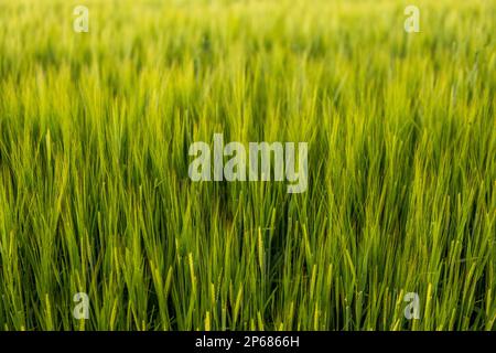 Grüne junge unreife saftige Stacheletts aus Gerste auf einem landwirtschaftlichen Feld. Ernte im Frühjahr oder Sommer. Landwirtschaft. Stockfoto