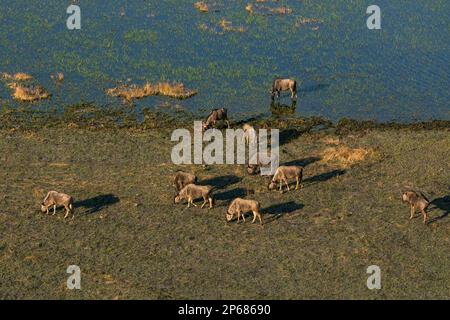 Vogelperspektive auf Gnus (Connochaetes taurinus), der im Okavango-Delta, Botsuana, Afrika weidet Stockfoto