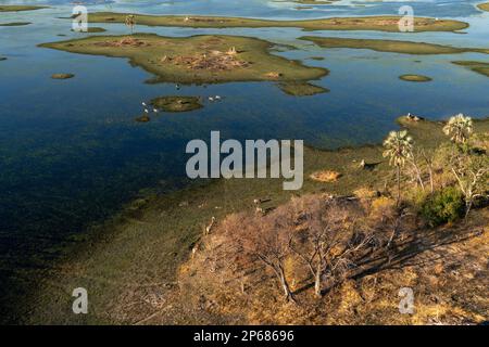 Giraffen (Giraffa camelopardalis), Gnus (Connochaetes taurinus) und Zebras (Equus Quagga) im Okavango-Delta aus der Vogelperspektive Stockfoto