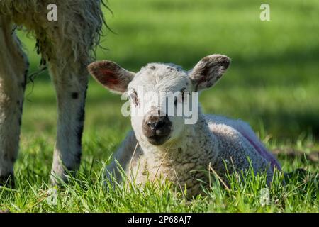An einem wunderschönen Tag sitzt ein Lamm mit großen Ohren auf einem Bauernfeld mit langem Gras und schaut in die Kamera. Stockfoto