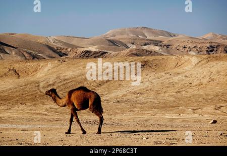 Arabisches Kamel in der Judäischen Wüste, Israel, Naher Osten Stockfoto