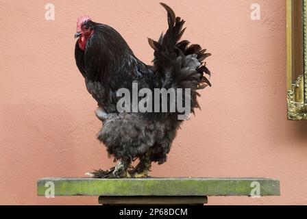 Schwarzes, schickes Huhn mit rotem Kopf auf einem grünen Regal an der Terrakotta-Wand, Hühnerrassen Stockfoto