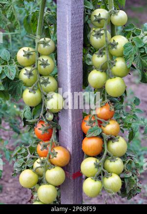 Im Garten wachsen Kirschtomaten auf offenem Boden Stockfoto