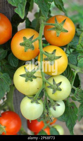 Im Garten wachsen Kirschtomaten auf offenem Boden Stockfoto