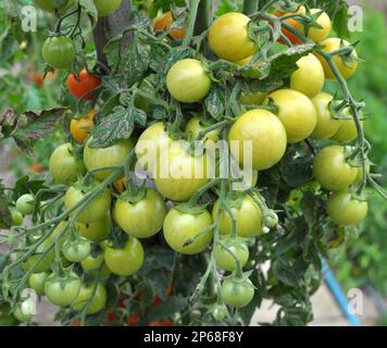 Im Garten wachsen Kirschtomaten auf offenem Boden Stockfoto