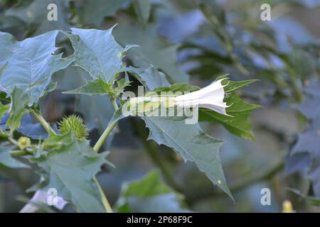 In der Wildnis wächst eine giftige Heilpflanze - Datura stramonium Stockfoto