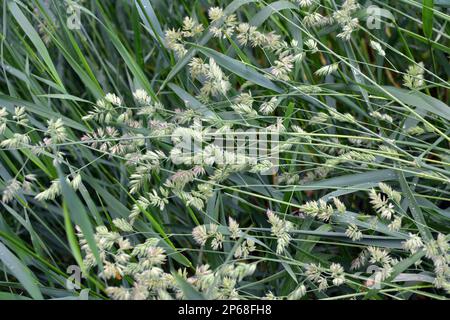 Wertvolles Futtergras Dactylis glomerata wächst in der Natur Stockfoto