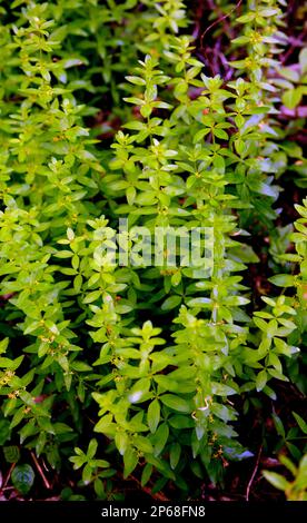 Die wilde Pflanze Cruciata glabra wächst im Frühling im Wald Stockfoto