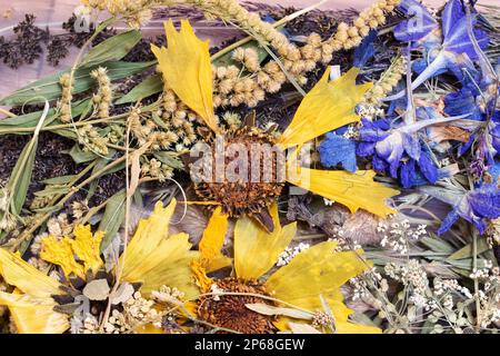 Herbarium trockene gelbe Blüten und Grasblätter aus der Nähe Stockfoto