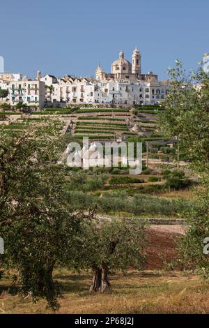 Locorotondo Stadt auf einem Hügel mit Trulli Häusern und Olivenhain im Valle d'Itria, Locorotondo, Apulien, Italien, Europa Stockfoto