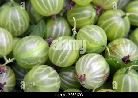 In einem Haufen werden Stachelbeeren geerntet Stockfoto