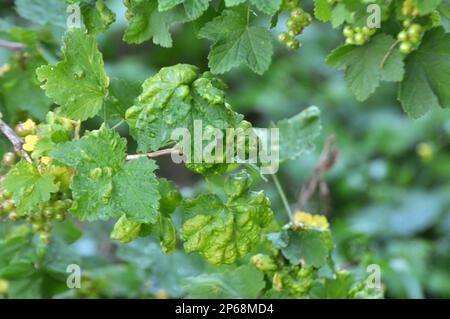 Rote Johannisbeeren, deren Blätter durch Blattläuse beschädigt sind (Cryptomyzus ribis) Stockfoto