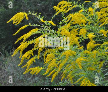 Solidago canadensis blüht im Spätsommer wild in der Natur Stockfoto