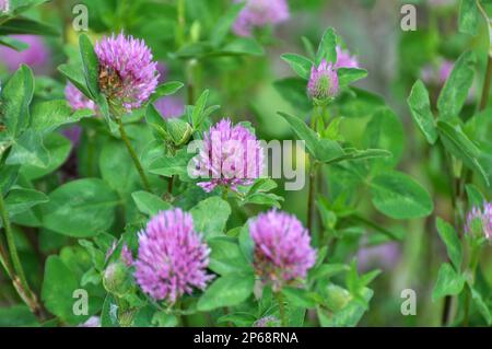 Wiesenklee (Trifolium pratense) wächst auf der Wiese zwischen Wildgräsern Stockfoto