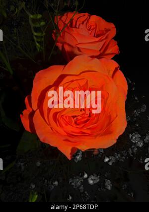 Orange rose Nahaufnahme Stockfoto