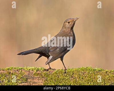 Weiblicher Ameisenvogel hoch oben Stockfoto
