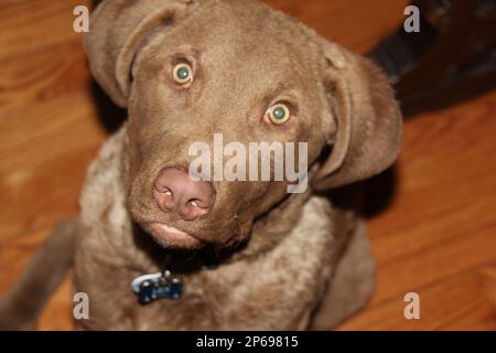 Chesapeake Bay retriever Stockfoto