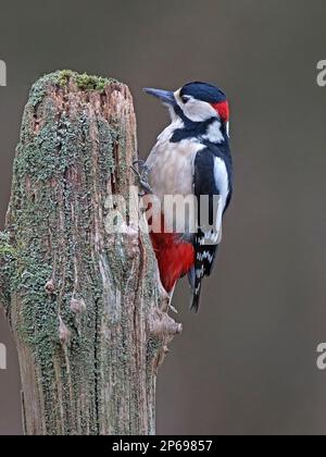 Männlich great spotted Woodpecker thront Stockfoto