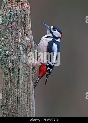 Große Männchen Specht am Baumstamm gesichtet Stockfoto