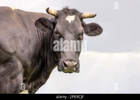 Schwarze Kuh-Schönheit, mittelgroße Kopfaufnahme von vorne, hübsches Gesicht Stockfoto