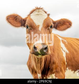 Kuhporträt, süßer rot-weißer Kopf, schwarze Nase und freundlicher Ausdruck, bezaubernd Stockfoto