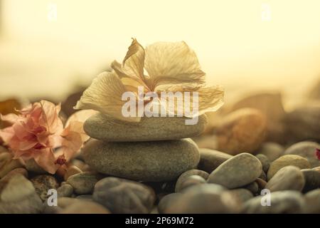 Nahaufnahme eines Steinstapels im Zen-Stil mit einer weißen Blume oben in einer Strandlage mit warmem Licht, das zur Meditation anregt Stockfoto