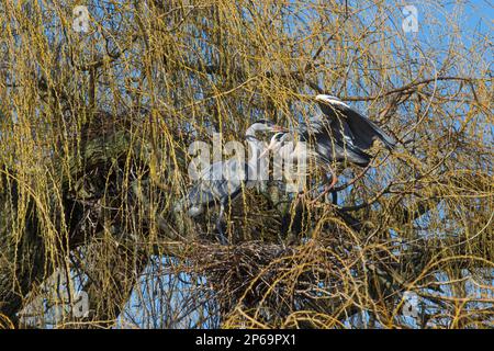 Im Spätwinter reihen sich die Reiher (Ardea cinerea) im Nest in den weinenden Weidenbäumen in der Heronry/Reiheron-Nookery Stockfoto