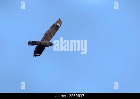 Europäisches Nachtglas / Eurasisches Nachtglas / Ziegenlutscher (Caprimulgus europaeus) im Flug in der Dämmerung Stockfoto