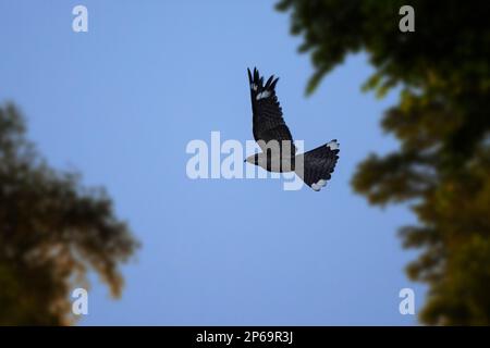 Europäisches Nachtglas / Eurasisches Nachtglas / Ziegenlutscher (Caprimulgus europaeus) im Flug bei Dämmerung am Waldrand Stockfoto