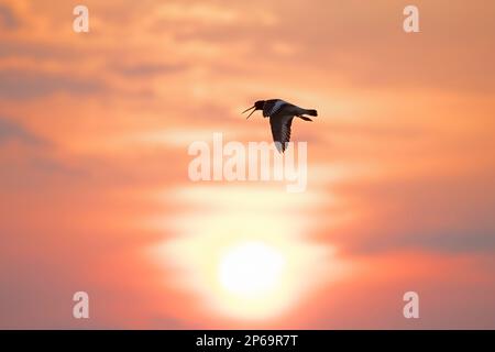 Eurasian Oystercatcher, Haematopus ostralegus, erwachsener Vogel im Flug, Schleswig-Holstein, Deutschland Stockfoto