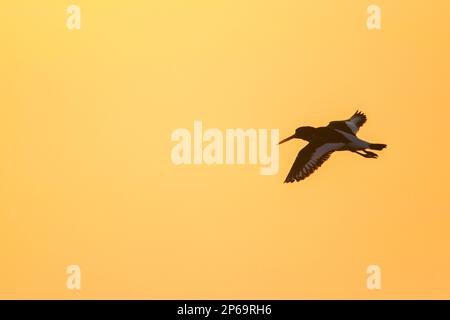 Gemeiner Rattenaustreuer / Eurasischer Austernaustreuer (Haematopus ostralegus), der gegen den Sonnenuntergang fliegt Stockfoto