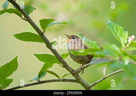 Eurasischer Zwerg/Nordzwerg (Troglodytes troglodytes/Motacilla troglodytes), der im Frühling im Busch gesungen hat Stockfoto