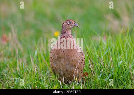 Gemeiner Fasan/Ringhals-Fasan (Phasianus colchicus), weiblich/Hühnerfutter auf Wiese/Feld im Frühling Stockfoto