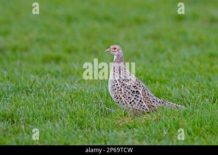 Gemeiner Fasan/Ringhals-Fasan (Phasianus colchicus), weiblich/Hühnerfutter auf Wiese/Feld im Frühling Stockfoto