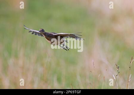 Gewöhnlicher Fasan/Ringfasan (Phasianus colchicus), weiblich/Henne, die im Sommer über das Feld fliegt Stockfoto