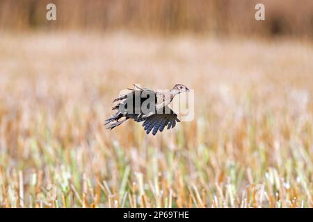 Gewöhnlicher Fasan/Ringfasan (Phasianus colchicus), weiblich/Henne, die im Sommer über ein Stoppelfeld fliegt Stockfoto