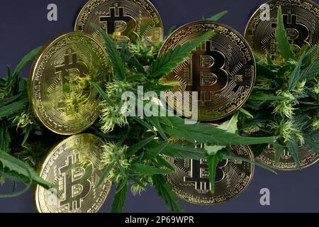 Grüner Marihuana-Cannabis sprießt mit Bitcoin isoliert auf schwarzem Hintergrund. Hochauflösendes Foto. Volle Schärfentiefe. Stockfoto