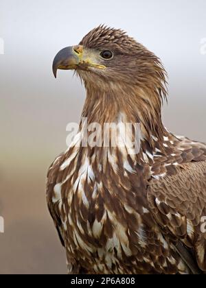 Nahaufnahme von Seeadler Stockfoto