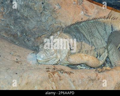 Ein Leguan sitzt. Nahaufnahme Stockfoto