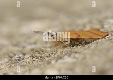 Detaillierte Nahaufnahme der farbenfrohen lilafarbenen gelben Geometermotte Lythria cruentaria, die auf einem Stein sitzt Stockfoto