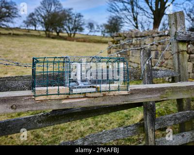Ungeziefer am Holztor in Colsterdale, North Yorkshire Stockfoto