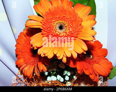 Strauß mit Barberton-Gänseblümchen Stockfoto
